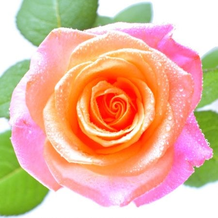 Поштучно цветы коралловые розы Дельтона