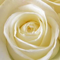 Білий шовк 25 троянд 70 см Сакай