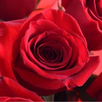 11 premium roses Quarteira