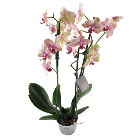 Розово-желтая орхидея Великая Лепетиха