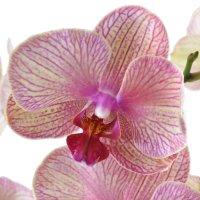  Букет Жовто-рожева орхідея Кор Далене
                            