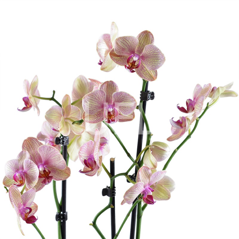Розово-желтая орхидея