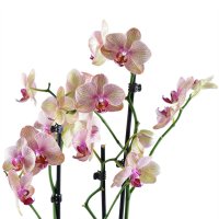 Pink and yellow orchid Salchiya
