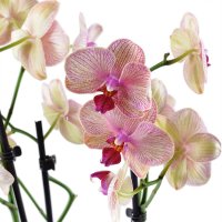 Pink and yellow orchid Lehrte