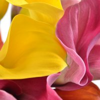 Букет цветов Маракуйя Сен-Жан-Кап-Ферра
														