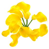 Bouquet of flowers Yellow_sea Hayfa
                            