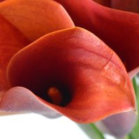 Букет квітів Анхель Белу-Орізонті