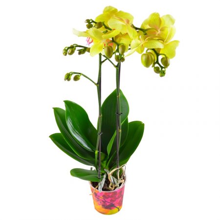 Орхидея лимонная. Доставка цветов Великая Лепетиха