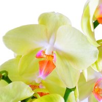  Bouquet Orchid lemon Stra
														