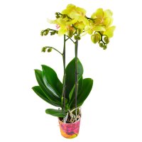  Bouquet Orchid lemon Stra
														