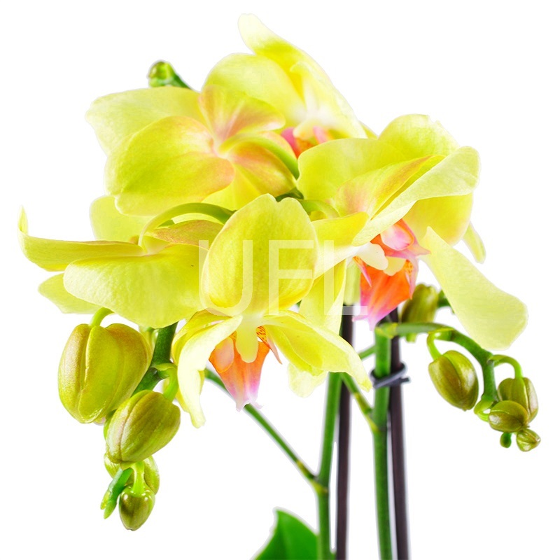  Bouquet Orchid lemon
                            