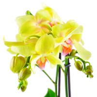  Bouquet Orchid lemon Spello
                            