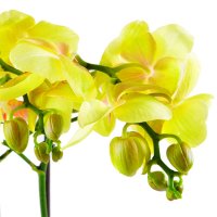Орхидея лимонная. Доставка цветов Аннистон