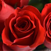 51 premium roses Hoshimin