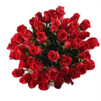 51 premium roses Smolyanka