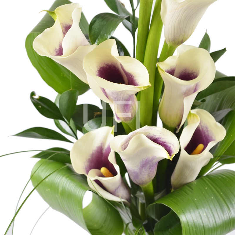 Bouquet of flowers Callas
													