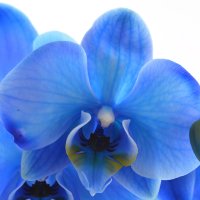 Букет квітів Синя орхідея Сассарі