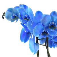  Bouquet Blue orchid Murano
                            