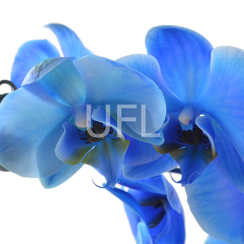 Букет цветов Синяя орхидея