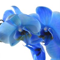 Букет квітів Синя орхідея Чевлінге