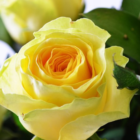 Желтая роза 50см Желтая роза 50см