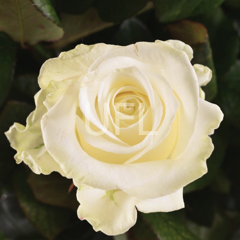 Траурна корзина з білих троянд