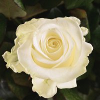 Траурна корзина з білих троянд Белоні