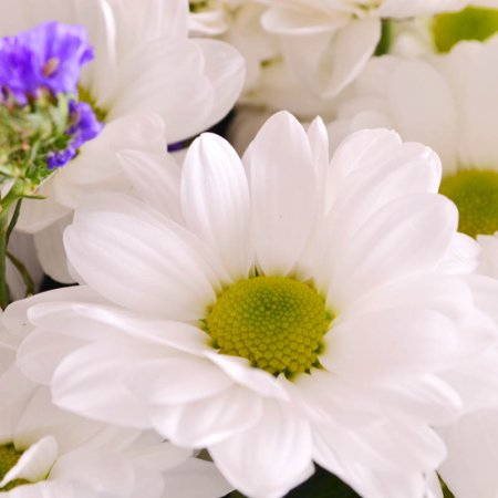 Bouquet of flowers Сhamomilel
                            