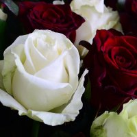 101 красно-белая роза Монтгомери