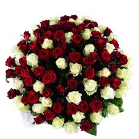 101 красно-белая роза Харэр