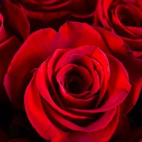 Величезний букет троянд Перущица