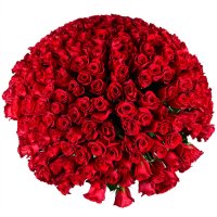 Величезний букет троянд Бобруйськ