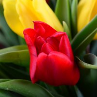 Red and yellow tulips Rybnitsa