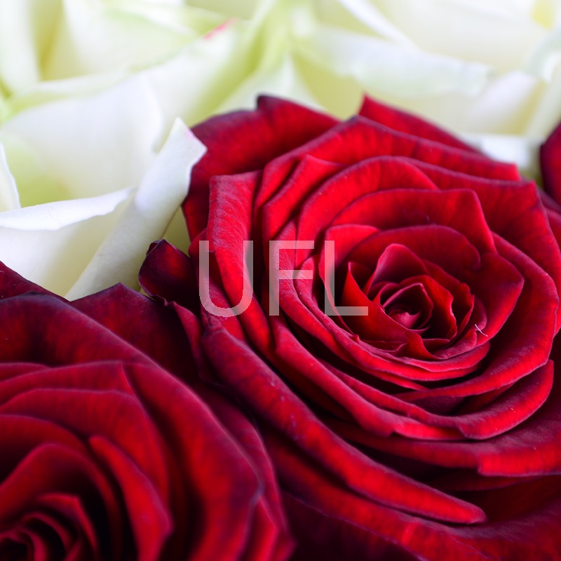 25 червоно-білих троянд