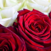 25 червоно-білих троянд Медвежа