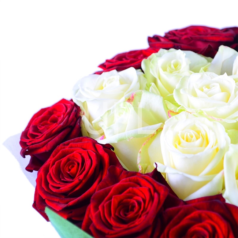 25 червоно-білих троянд