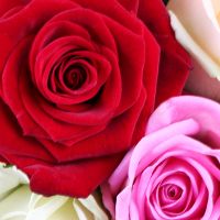 Букет 51 троянда З різнокольорових троянд (51 шт.) Амбролаурі