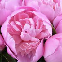  Bouquet Pink peonies Chatillon
														