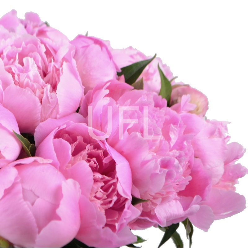  Bouquet Pink peonies
													