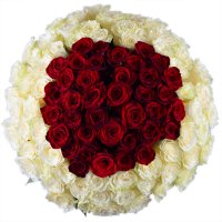 101 троянда Королівський Ярмолинці