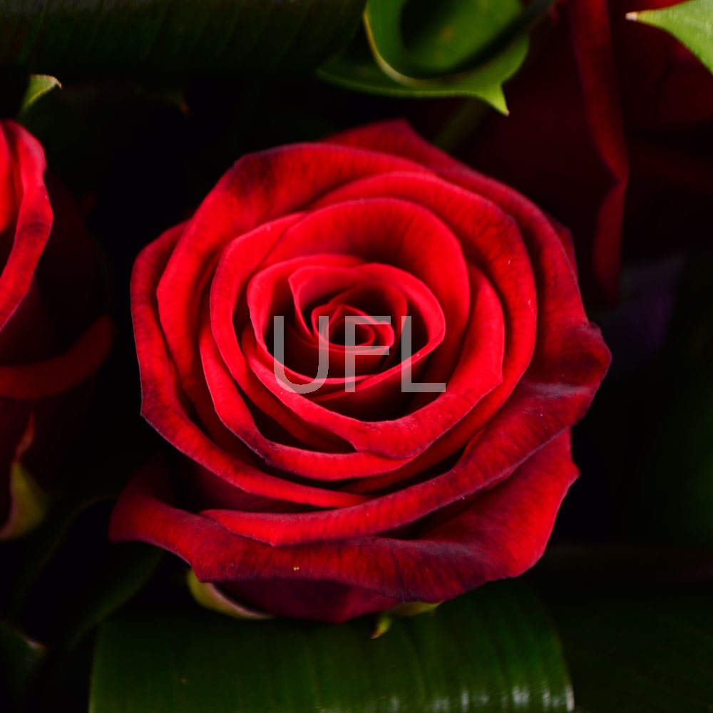Букет 11 красных роз Букет 11 красных роз