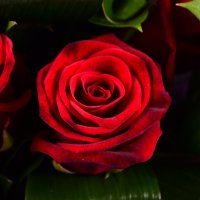 Букет 11 червоних троянд Пфорцхайм