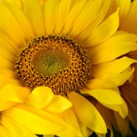  Bouquet Of sunflowers Crimea
                            