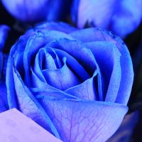 51 blue roses Berlin
