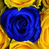 101 yellow-and-blue roses Vail
