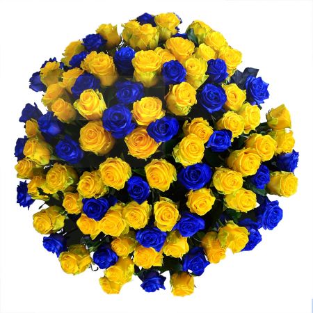 101 yellow-and-blue roses 101 yellow-and-blue roses