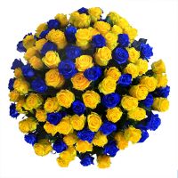 101 желто-синяя роза Санкт-Пельтен