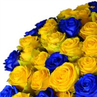 101 yellow-and-blue roses Neunkirchen