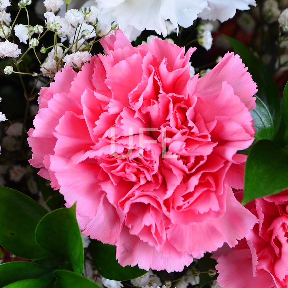 Bouquet with carnations Bouquet with carnations