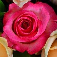 Букет з різнокольорових троянд Котка